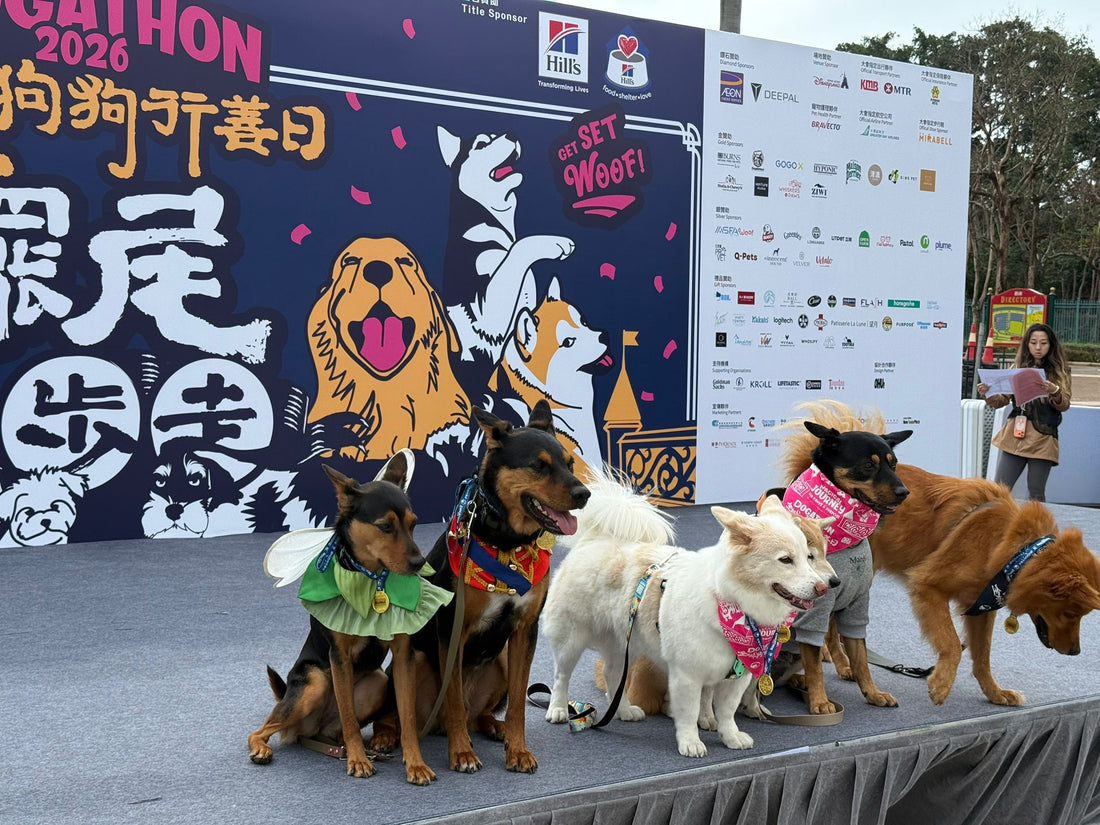 全城狗狗行善日 2026
