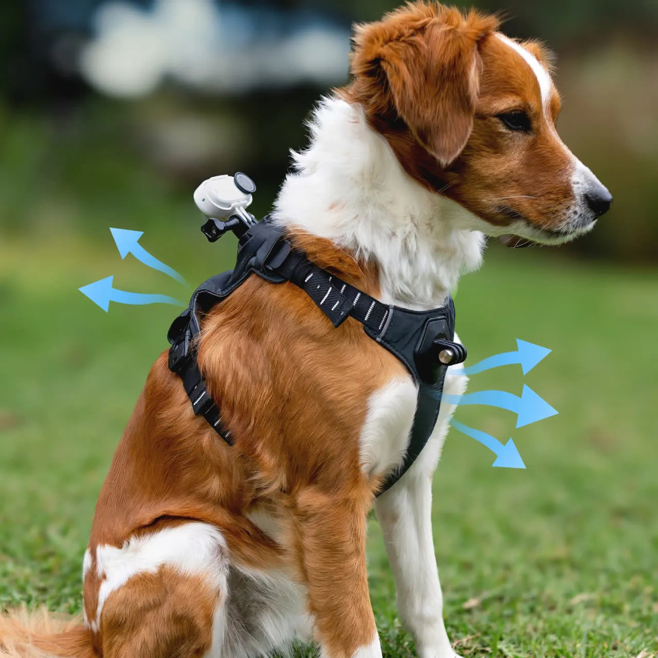 Insta360 寵物背帶支架 Pet Harness Mount