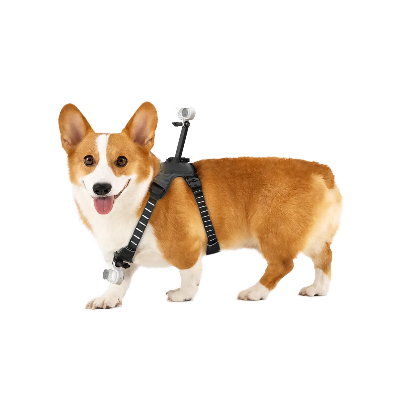 Insta360 寵物背帶支架 Pet Harness Mount